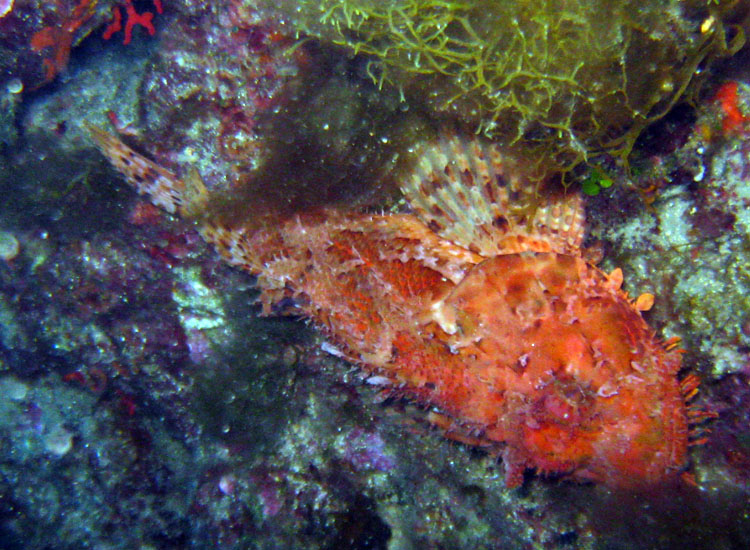 Scorpaena scrofa